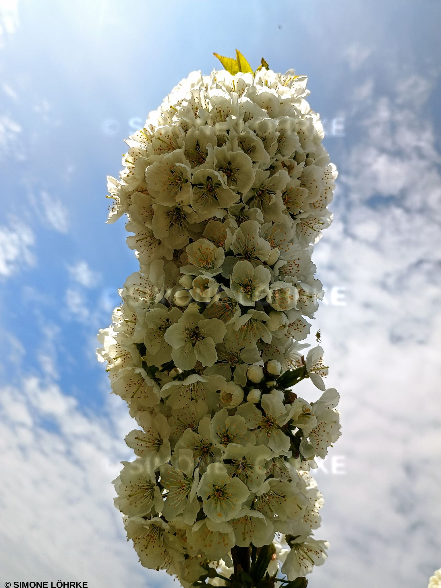 IMG 20250416 1132563