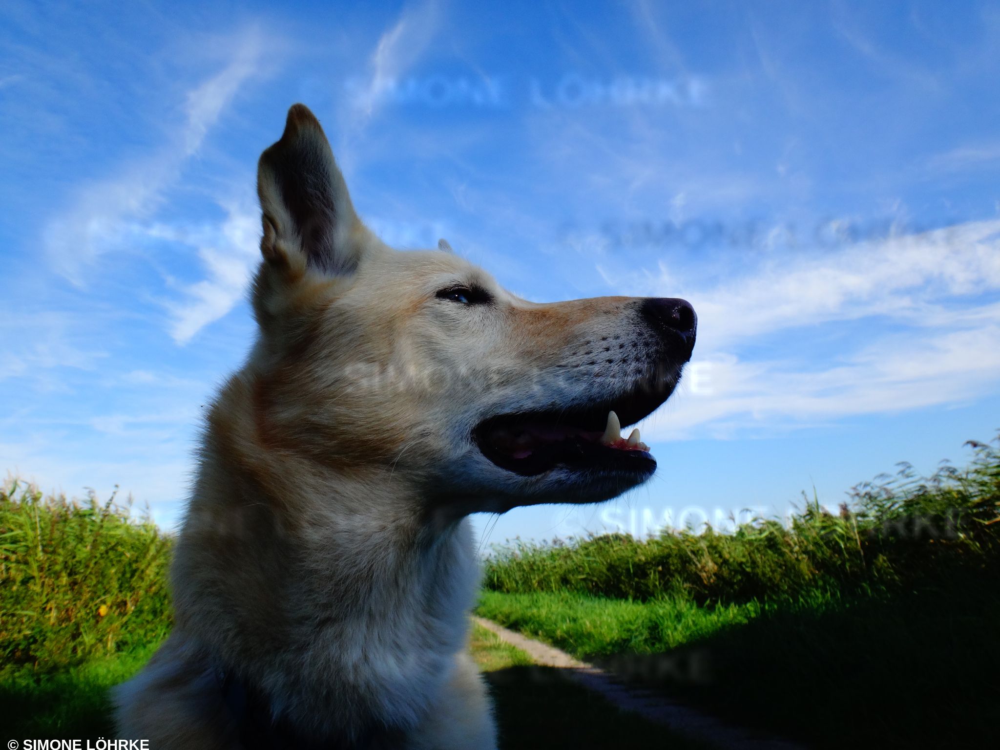 Hunde