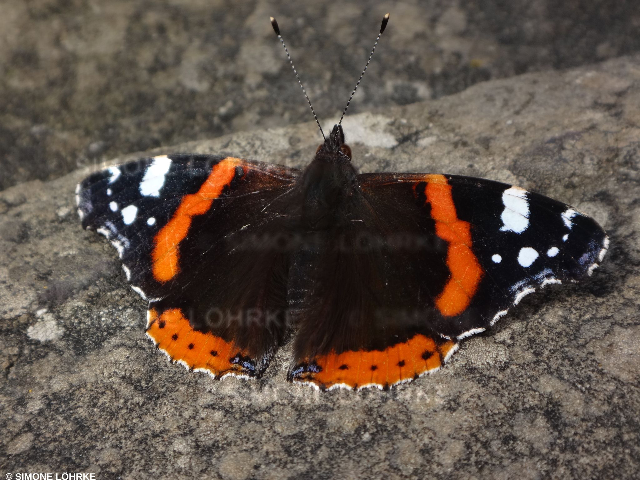 Insekten