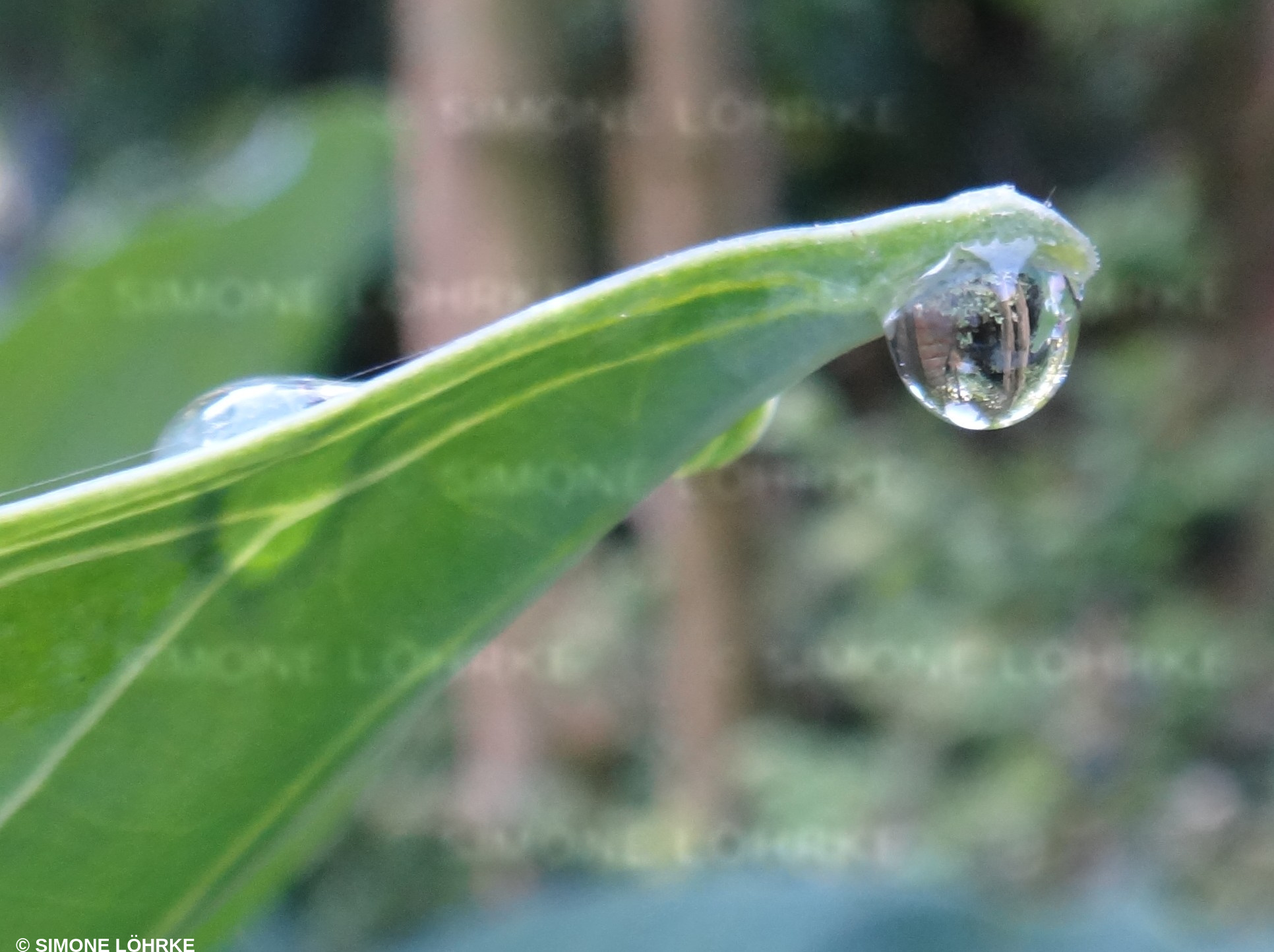 Natur