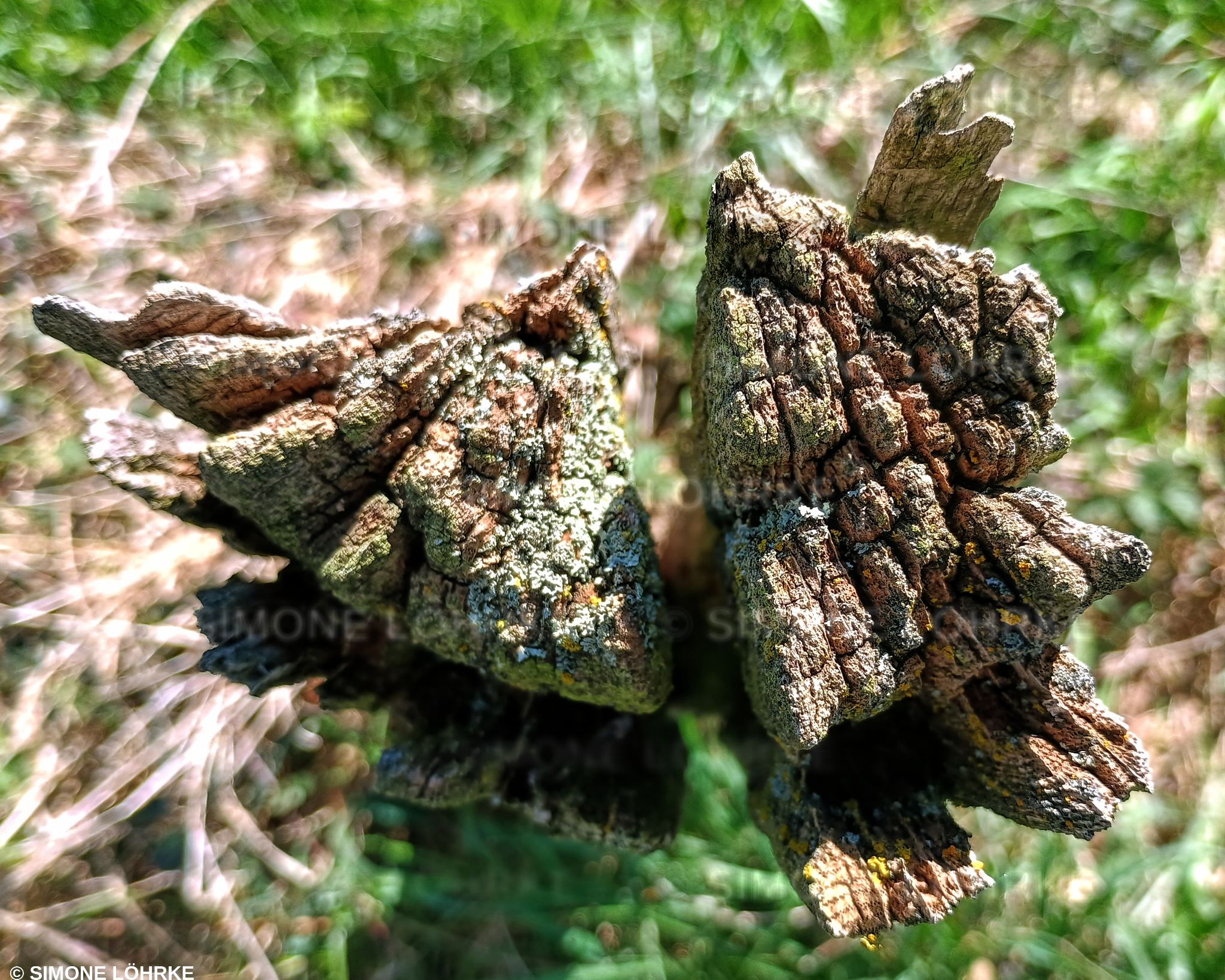 IMG 20250427 15
