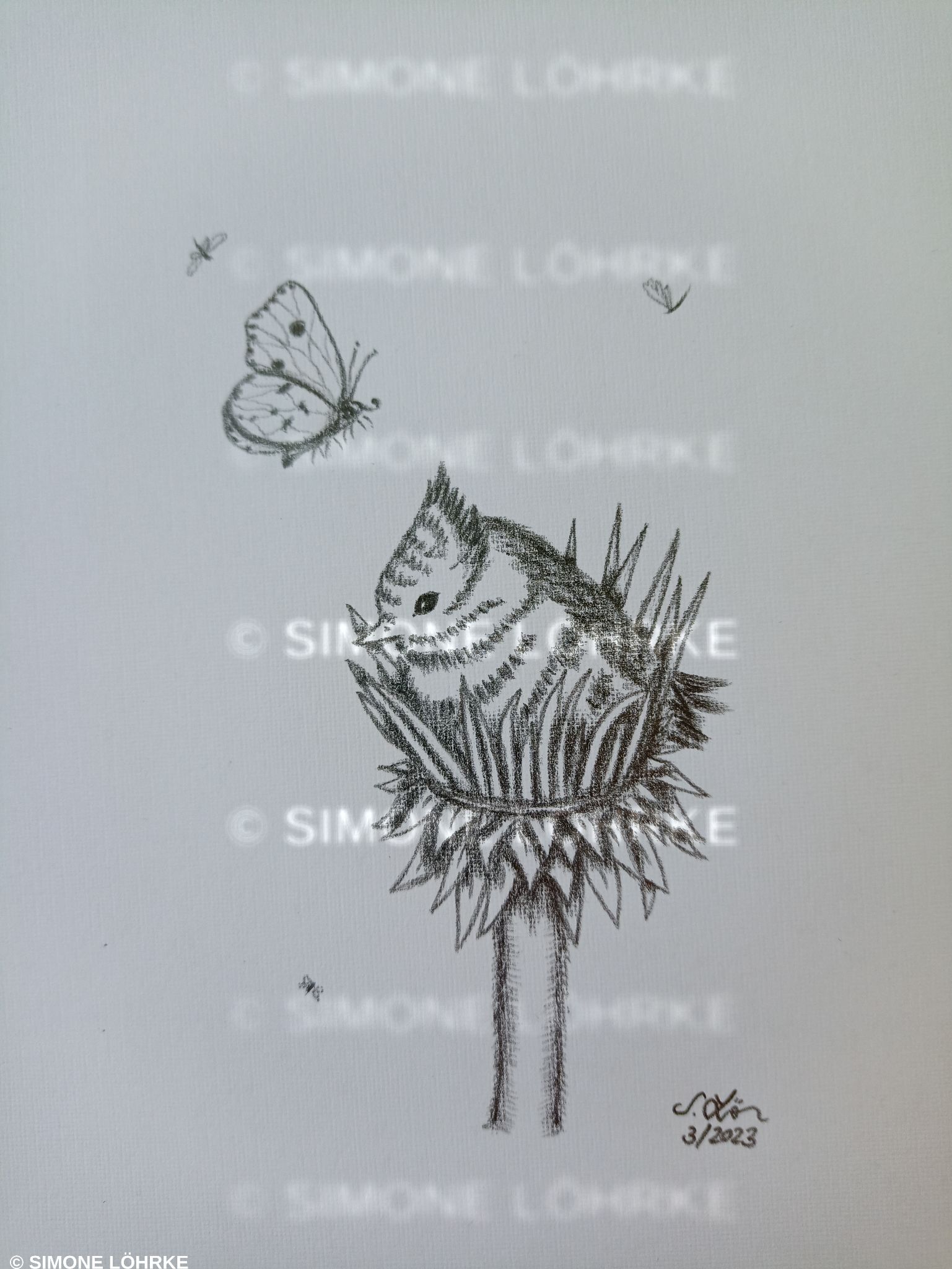 Nestblume 1